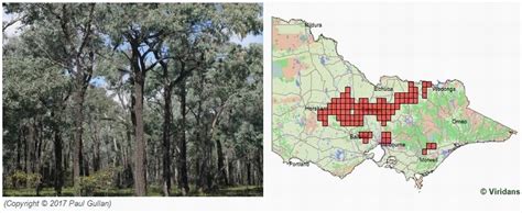 box ironbark forest distribution|eucalyptus ironbark tree.